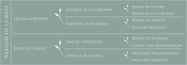 Pédigré Aragon de la Mess